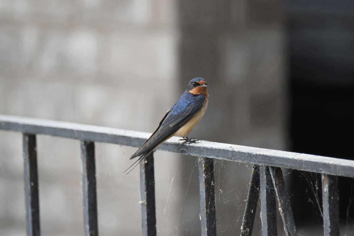 Barn Swallow (American) - ML620626573