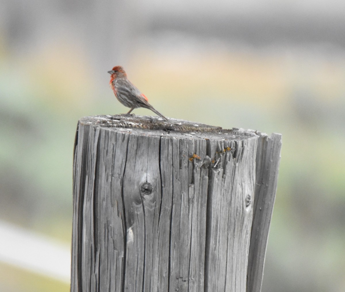 House Finch - ML620626580