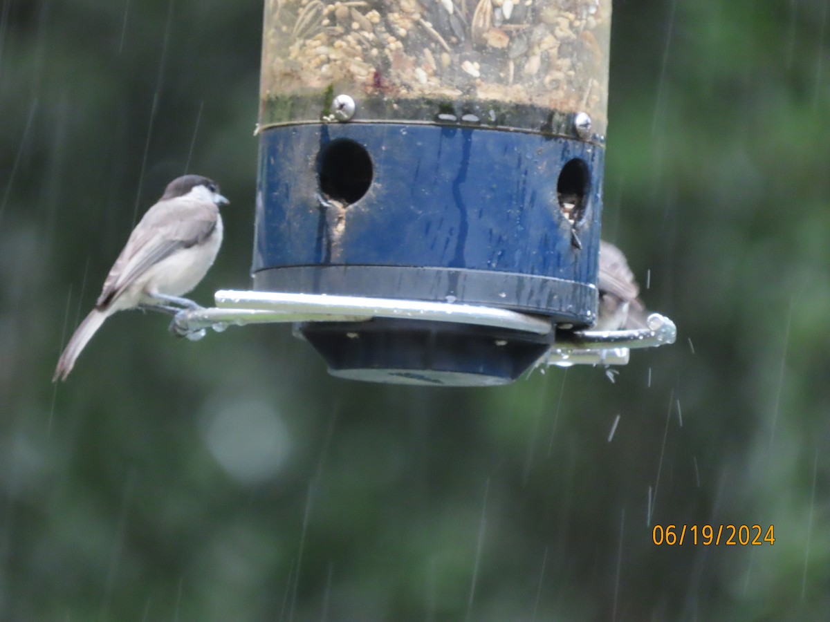 Carolina Chickadee - ML620626581