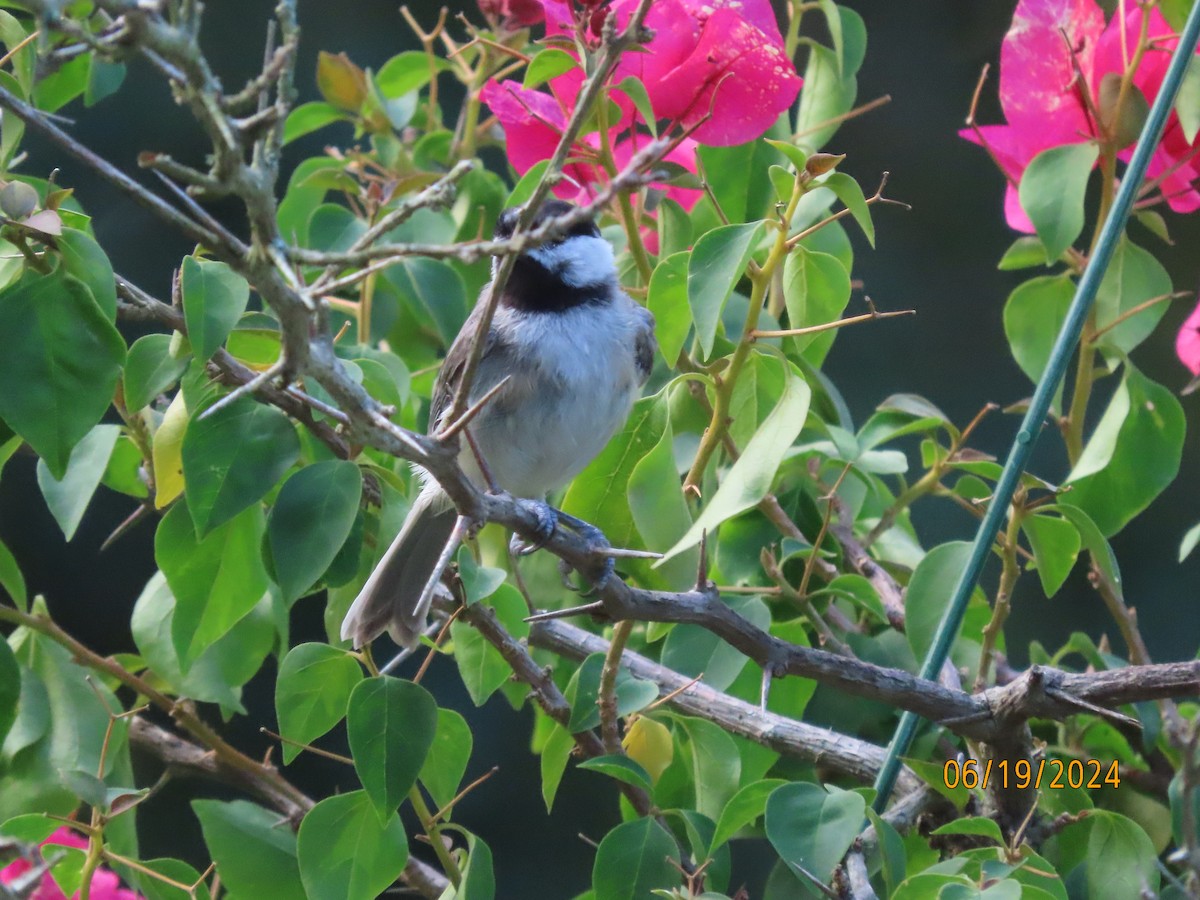 Carolina Chickadee - ML620626582