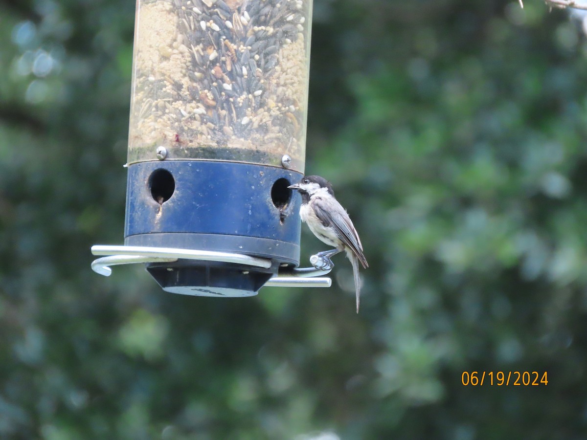 Carolina Chickadee - ML620626584