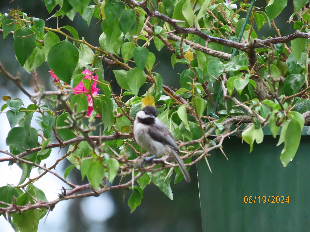 Carolina Chickadee - ML620626585