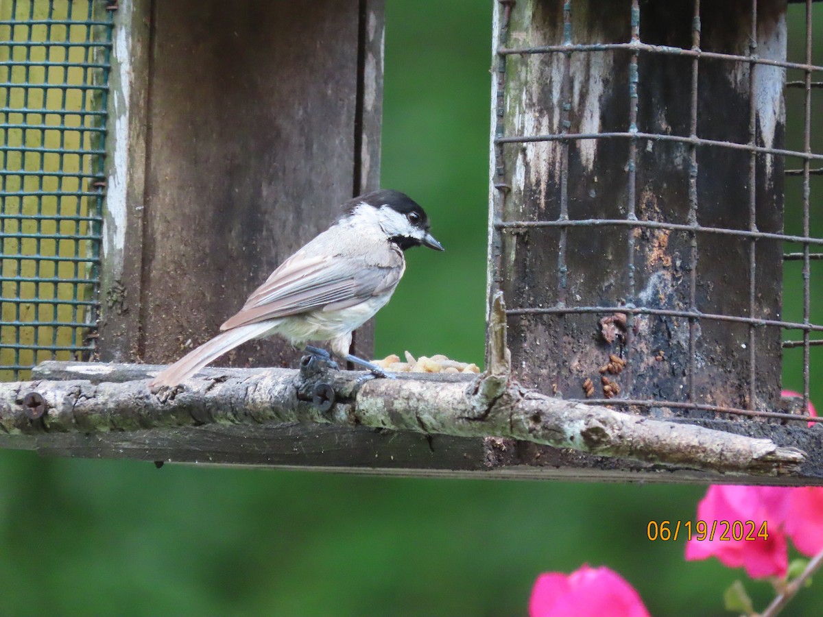 Carolina Chickadee - ML620626587