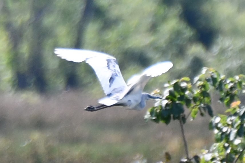 Little Blue Heron - ML620626588