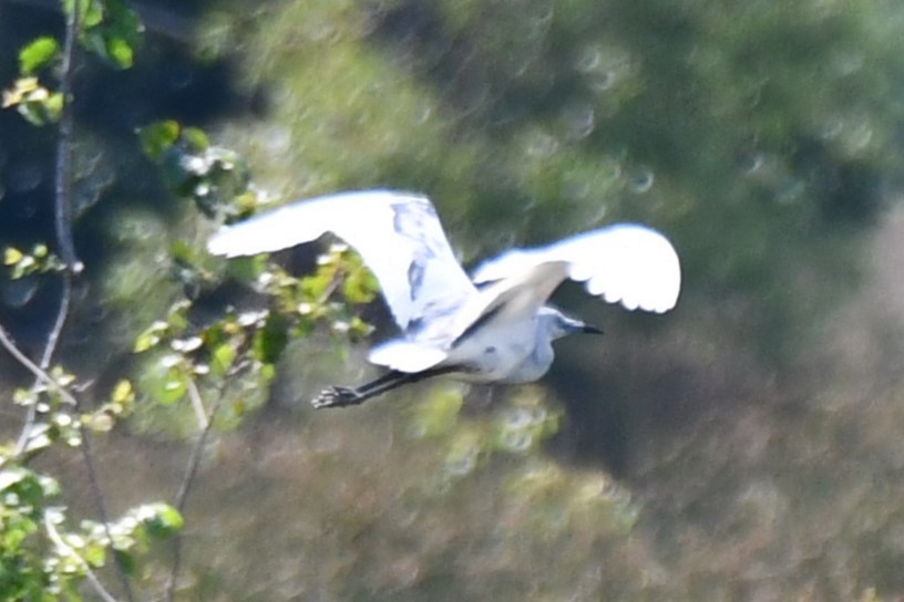 Little Blue Heron - ML620626589