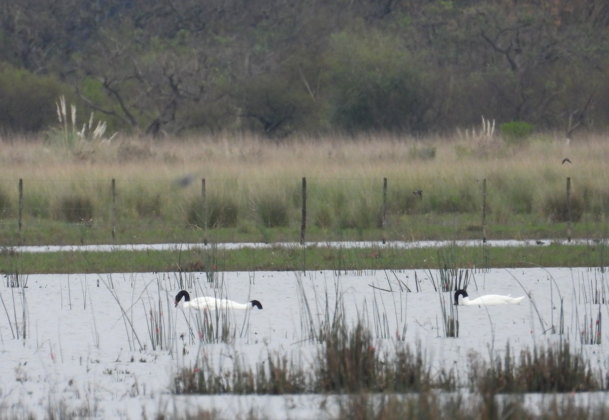 Black-necked Swan - ML620626592