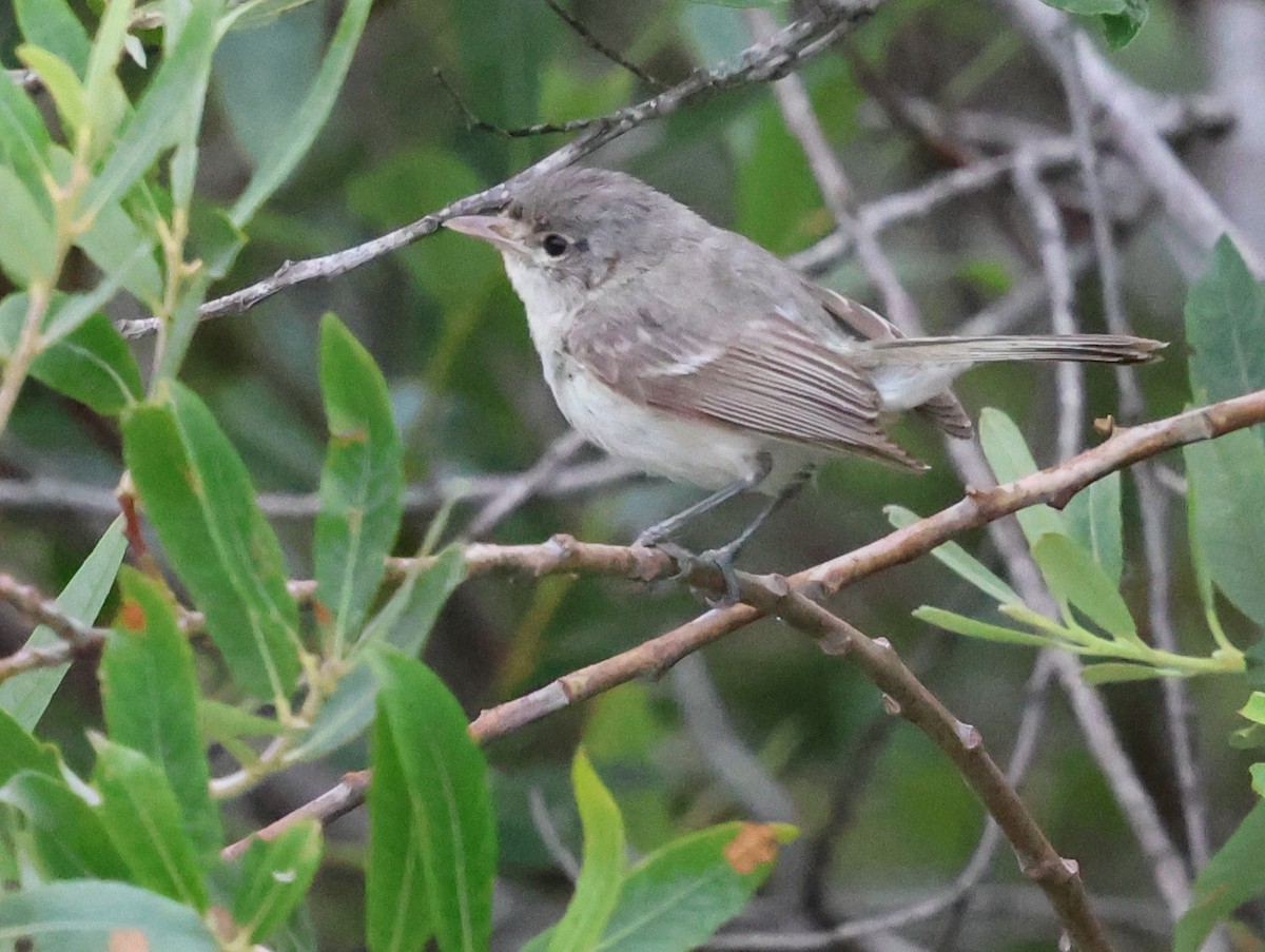 Bell's Vireo - ML620626593