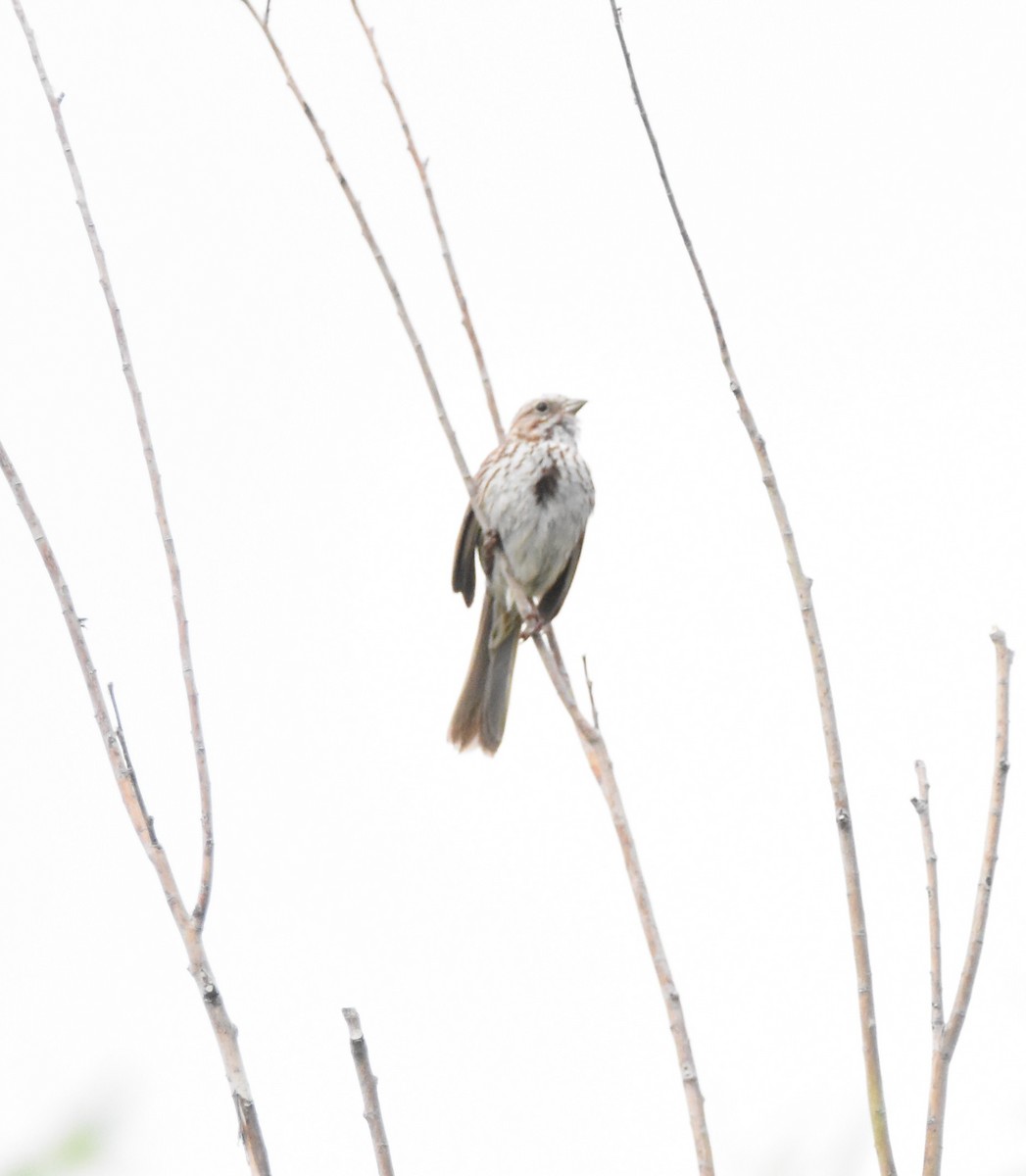 Song Sparrow (montana/merrilli) - ML620626596