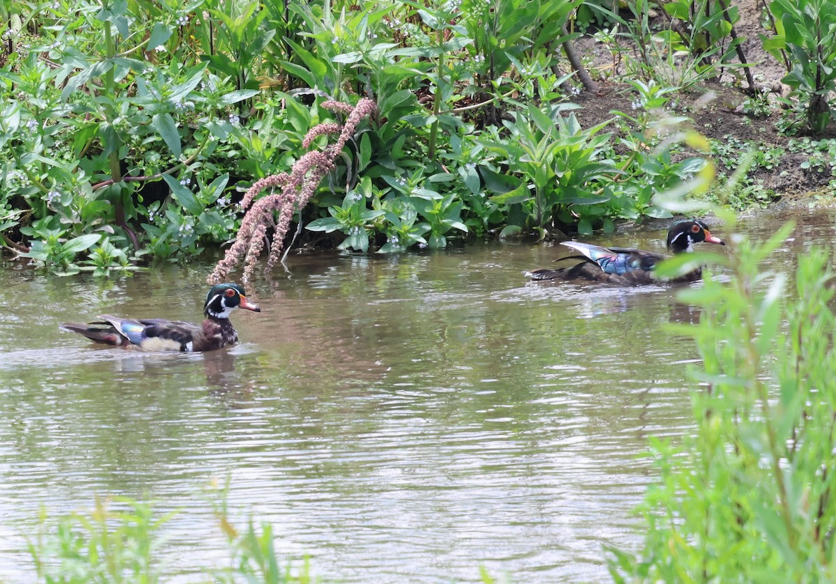 Wood Duck - ML620626597