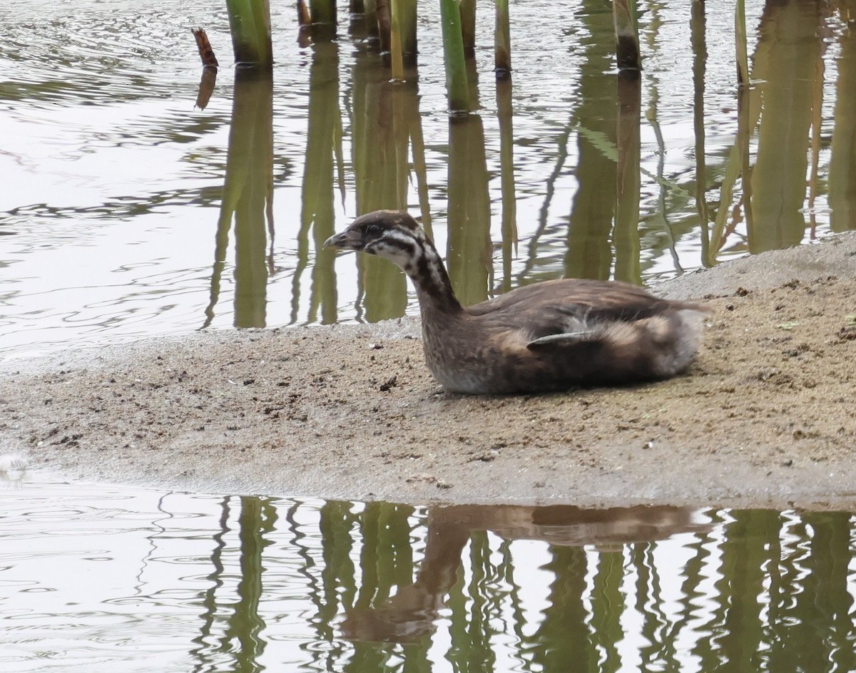 Pied-billed Grebe - ML620626598