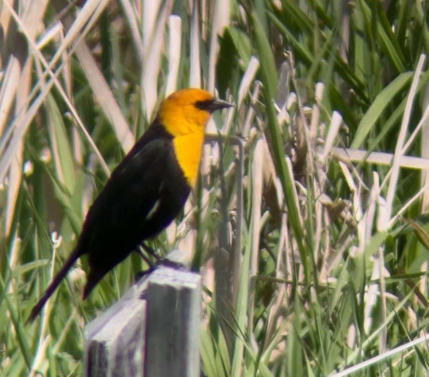 Yellow-headed Blackbird - ML620626599