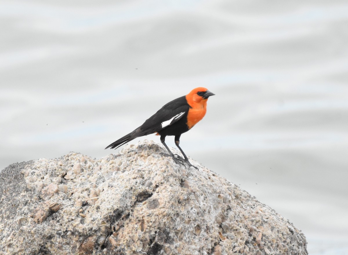 Yellow-headed Blackbird - ML620626600