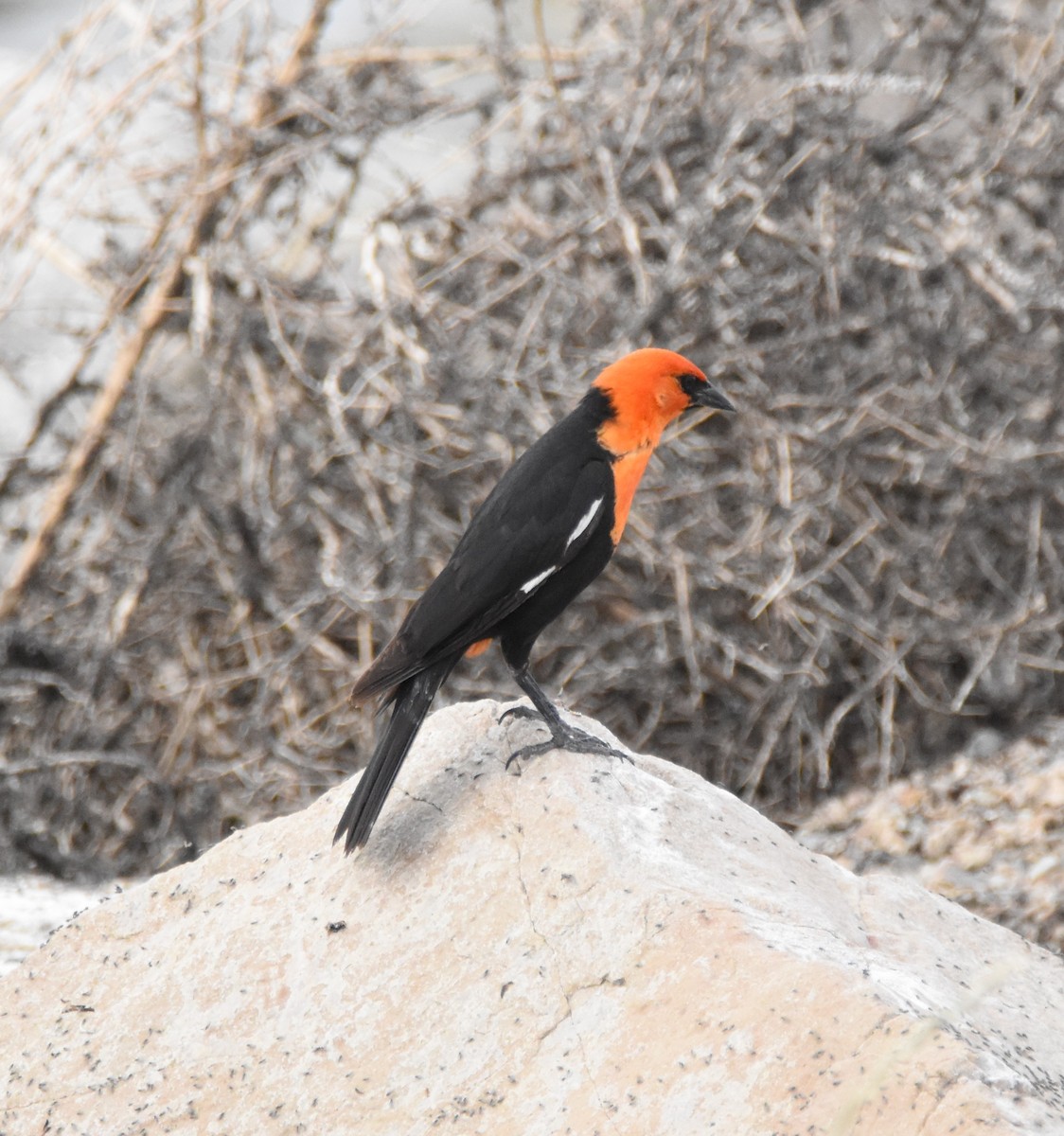 Yellow-headed Blackbird - Patrick McAtee