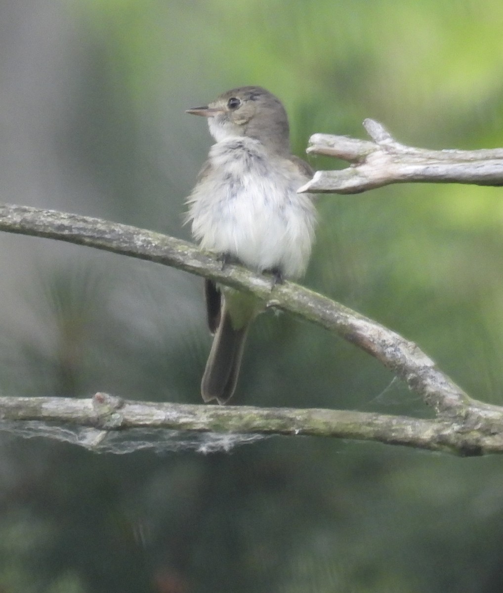 Acadian Flycatcher - ML620626603