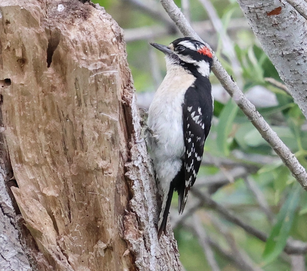 Downy Woodpecker - ML620626609