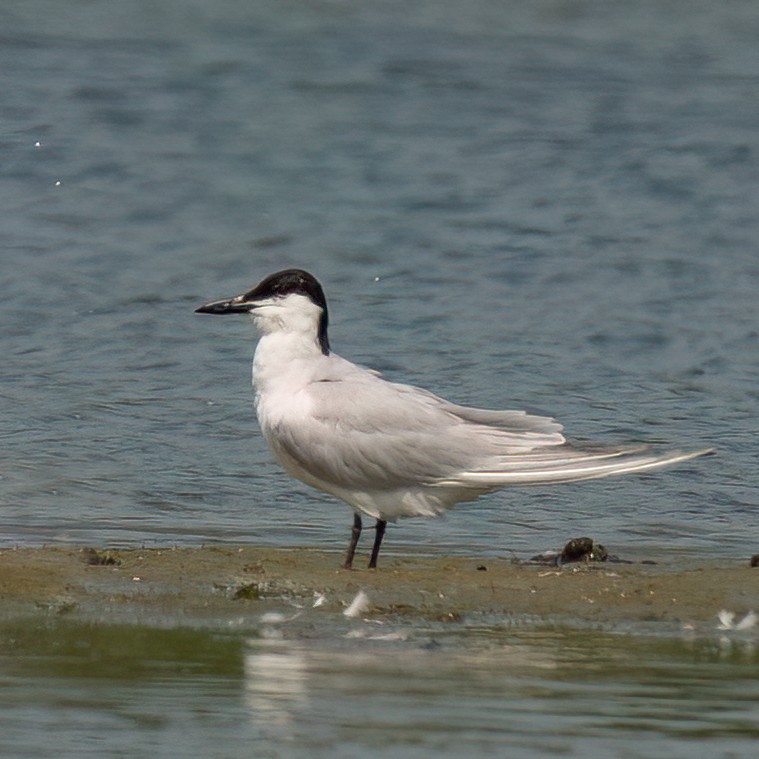 Gull-billed Tern - ML620626610