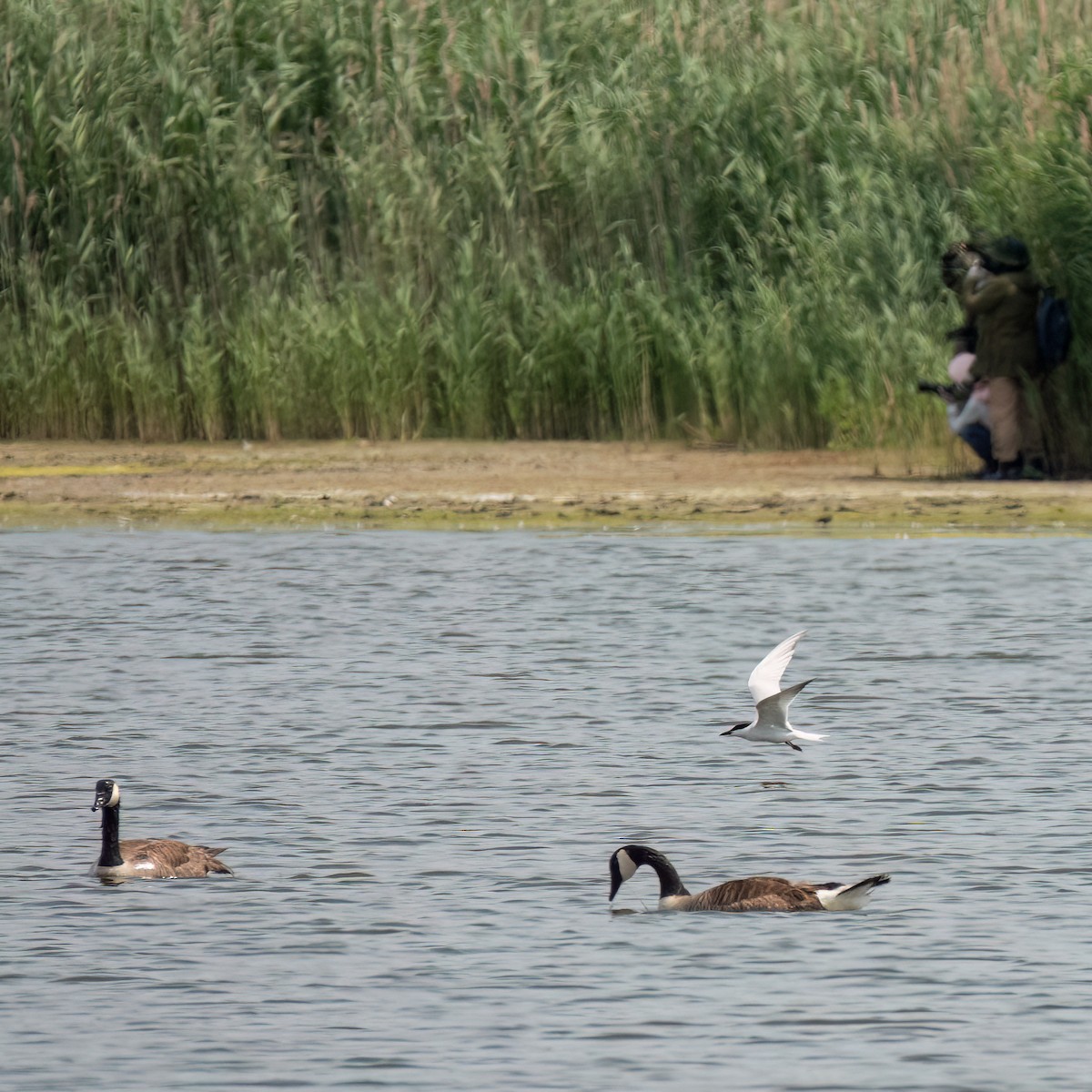 Gull-billed Tern - ML620626611