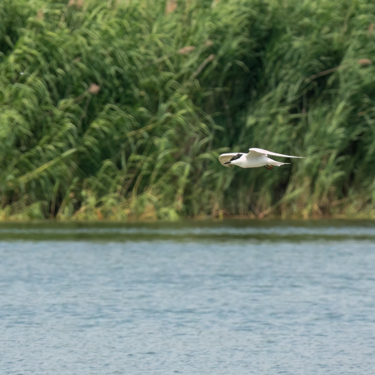 Gull-billed Tern - ML620626612