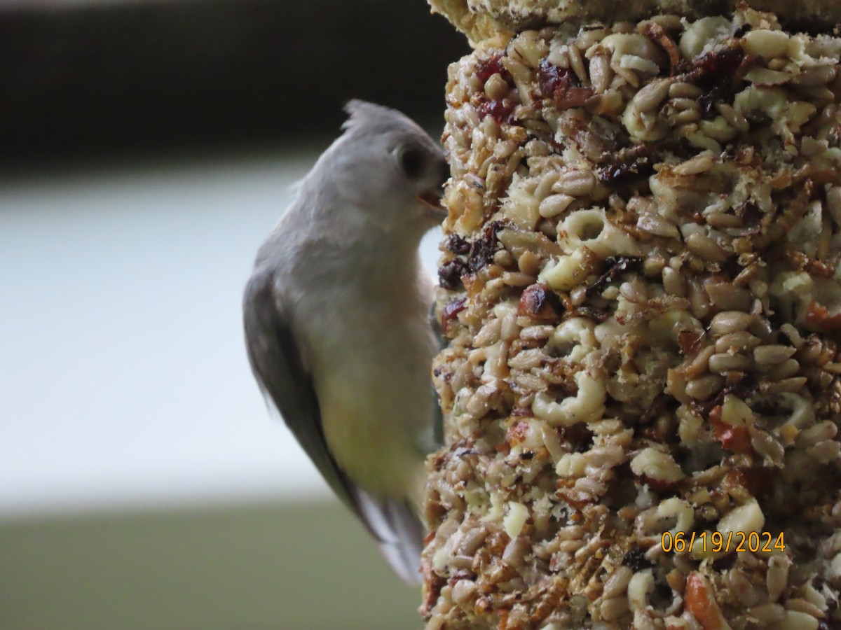 Tufted Titmouse - ML620626614