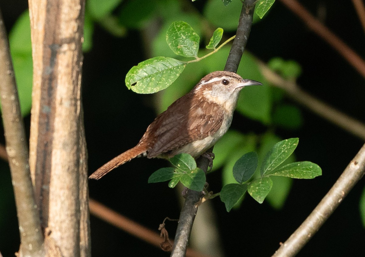 Carolina Wren - ML620626616