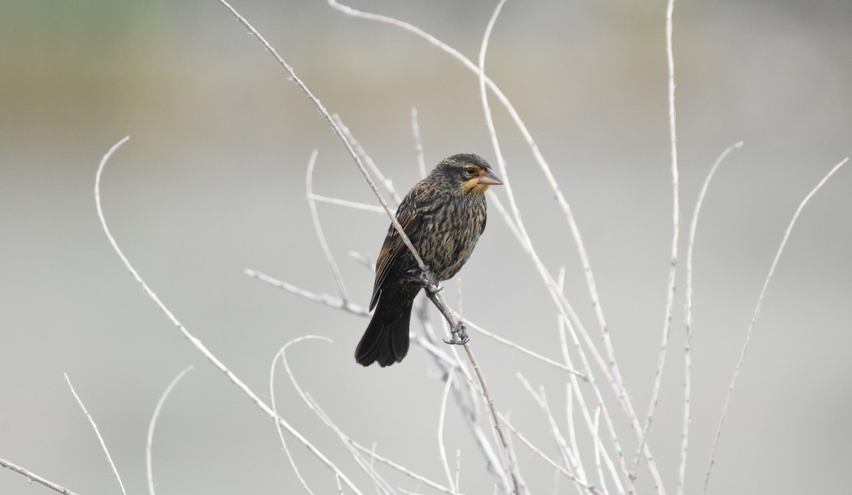 Red-winged Blackbird (Red-winged) - ML620626617