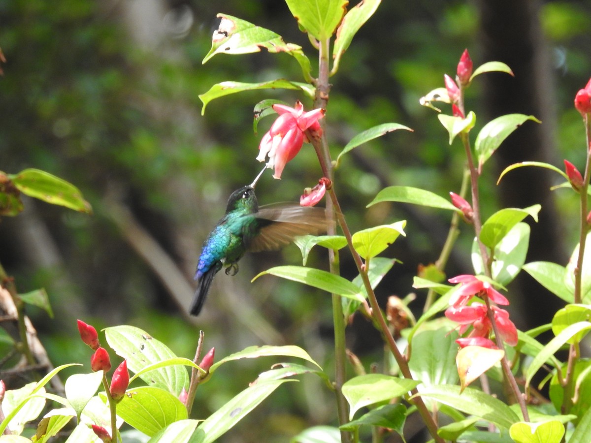 Fiery-throated Hummingbird - ML620626618