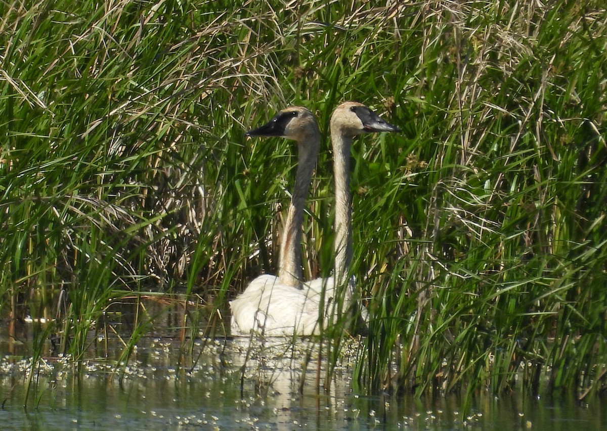 Trumpeter Swan - ML620626619