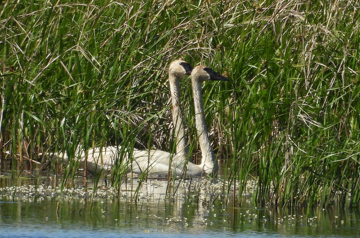 Cygne trompette - ML620626620