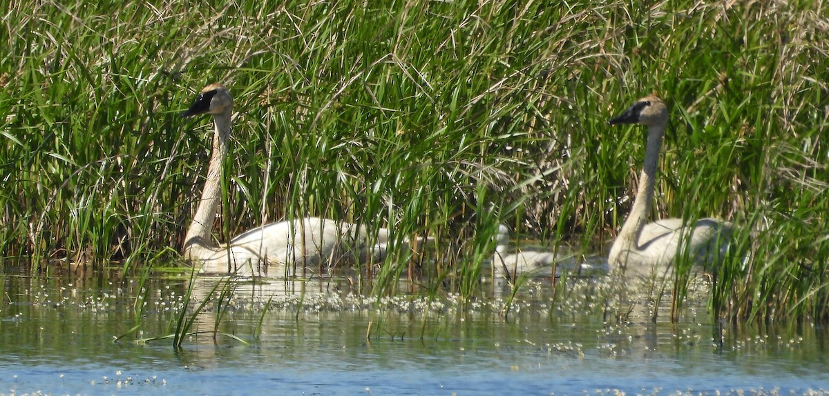 Trumpeter Swan - ML620626621