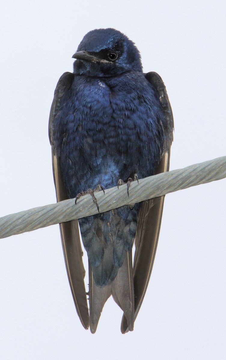 Purple Martin - ML620626623