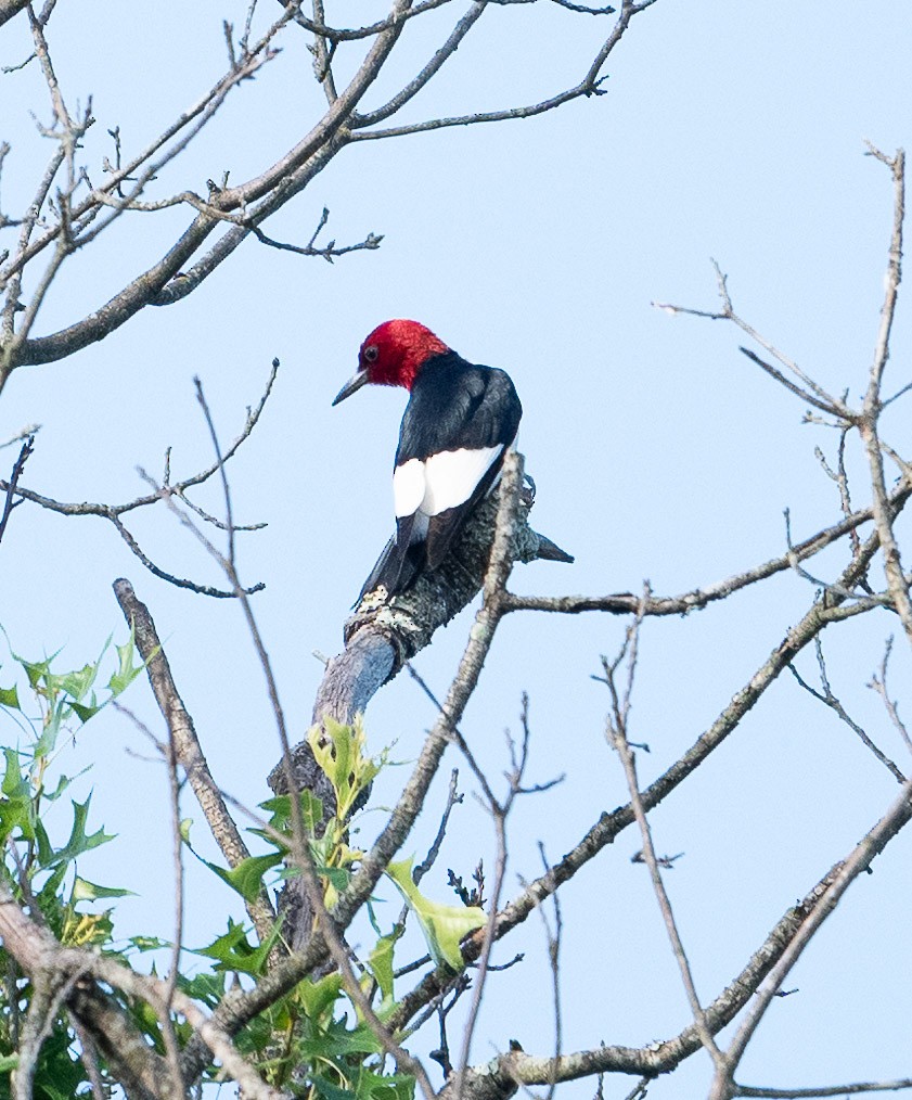 Red-headed Woodpecker - ML620626624
