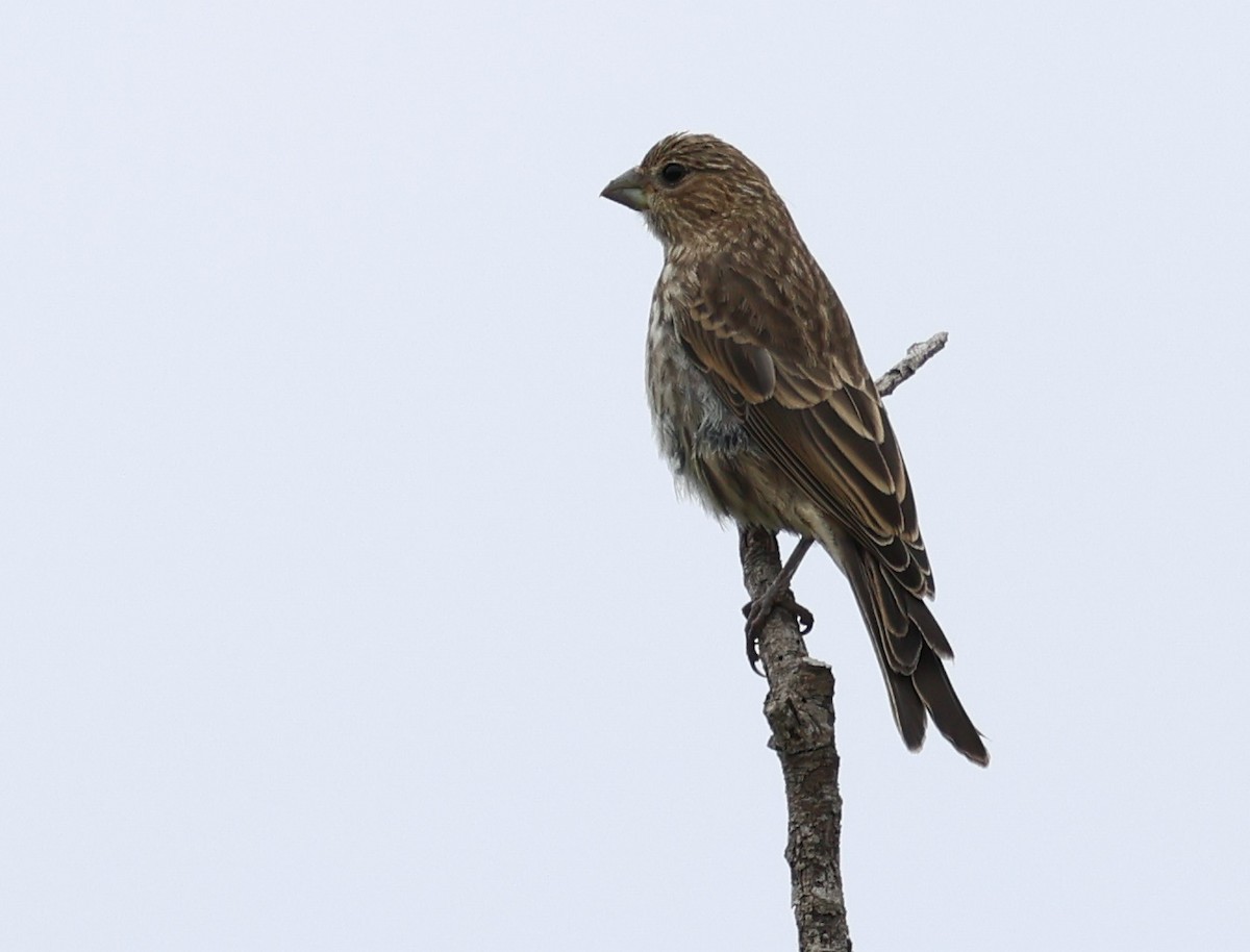 House Finch - ML620626627