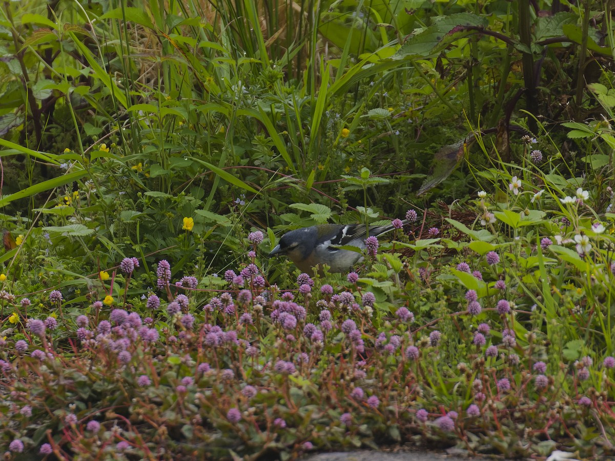 Azores Chaffinch - ML620626629