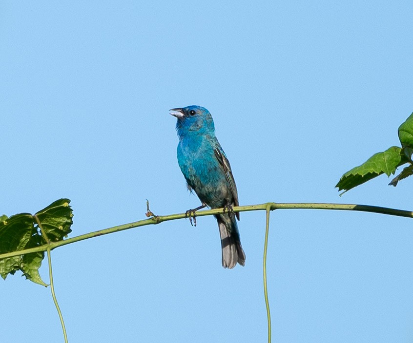 Indigo Bunting - ML620626630