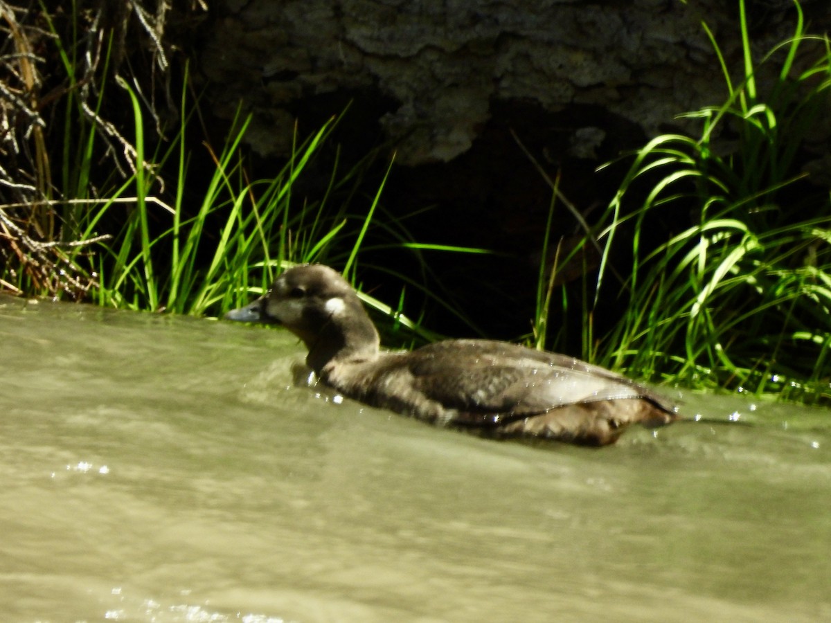 Harlequin Duck - ML620626631