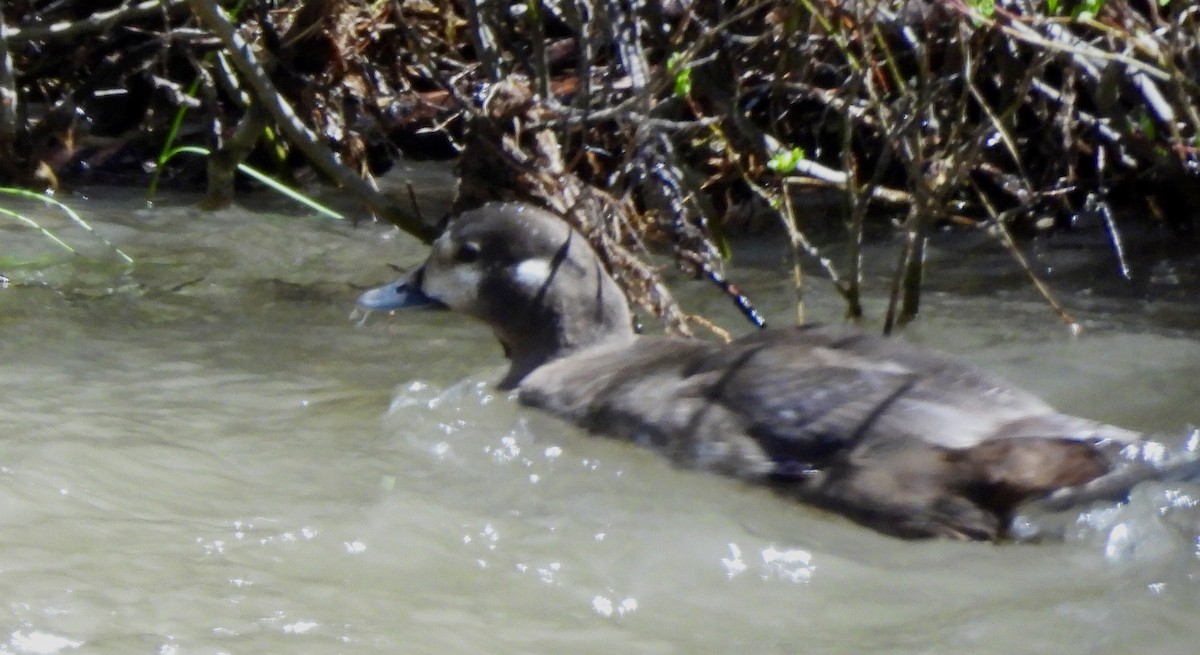 Harlequin Duck - ML620626632