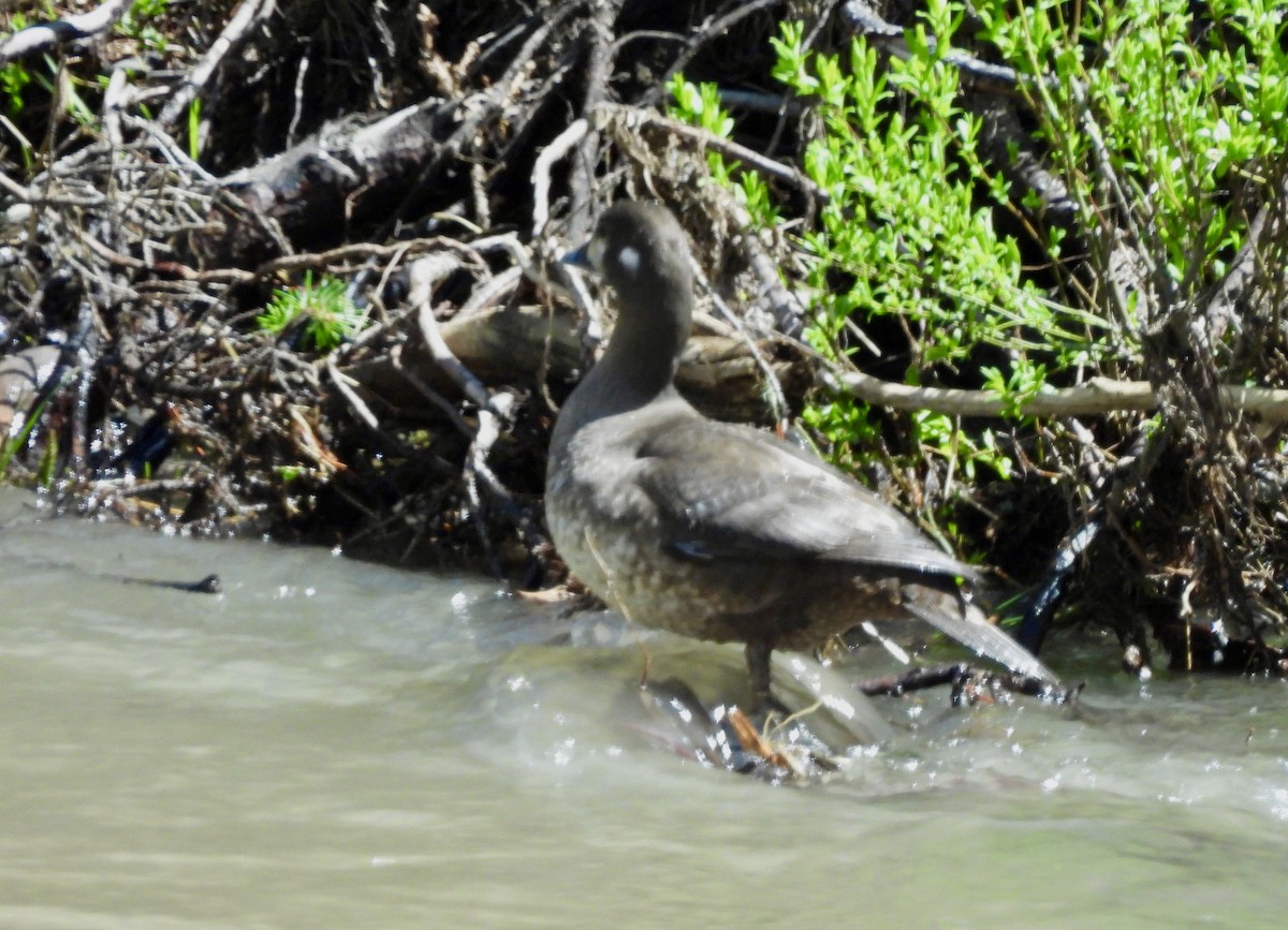 Harlequin Duck - ML620626633