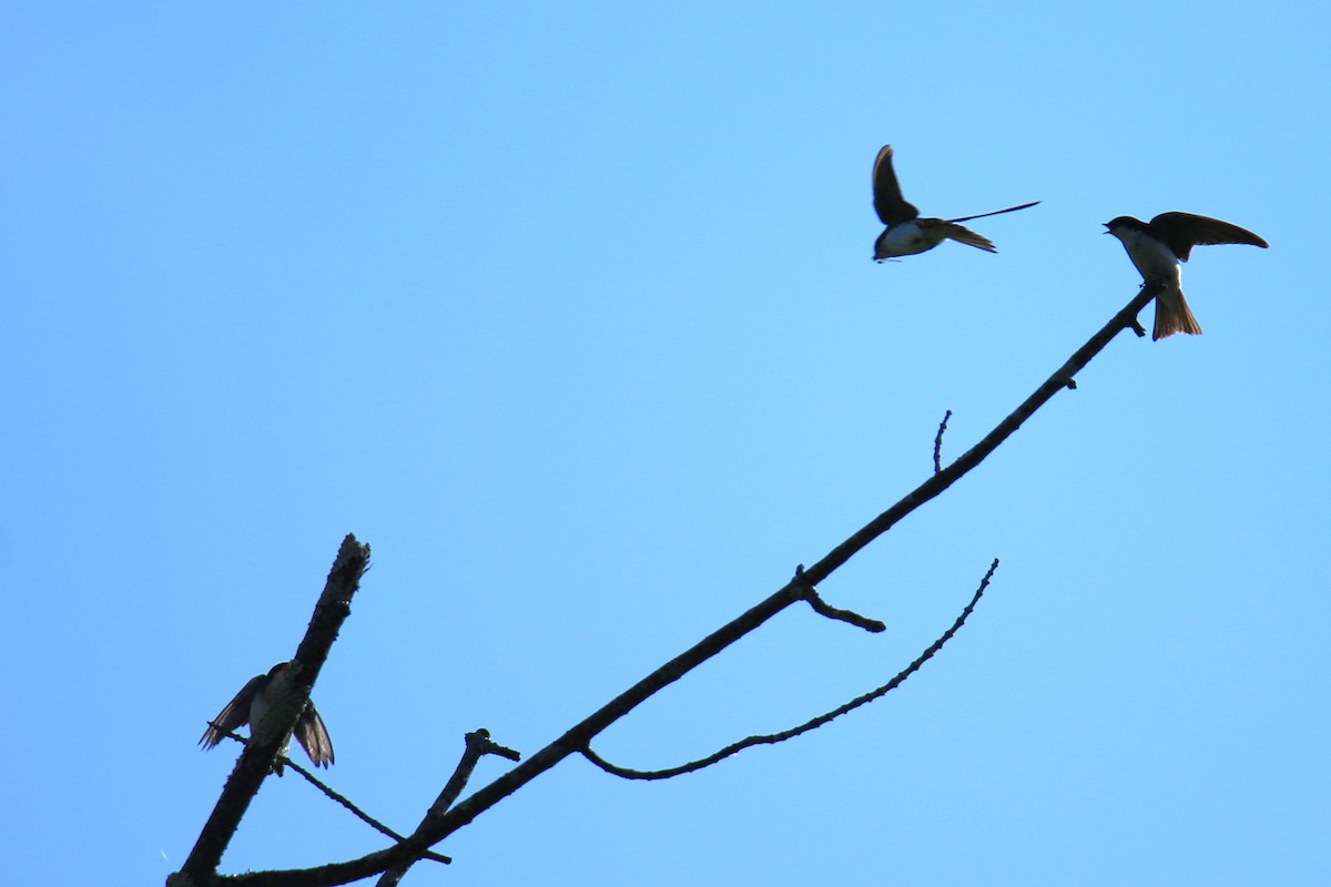 Golondrina Bicolor - ML620626634