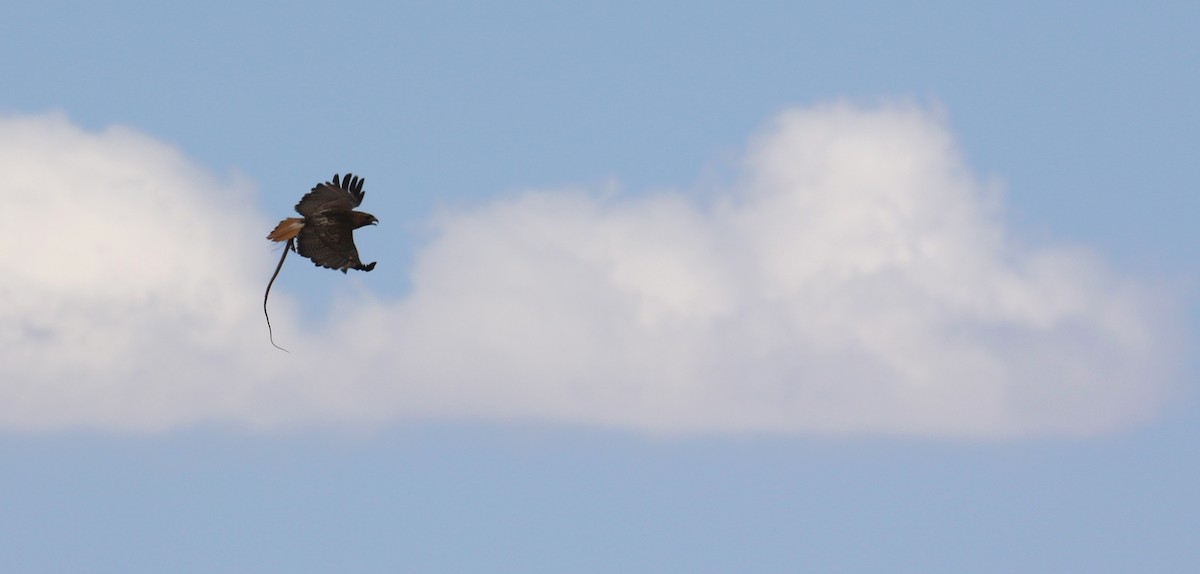 Red-tailed Hawk - ML620626638