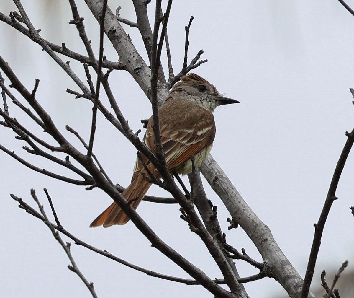 Ash-throated Flycatcher - ML620626641