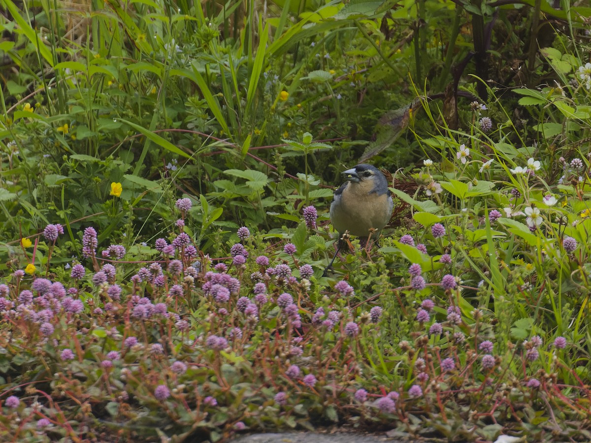 Azores Chaffinch - ML620626645