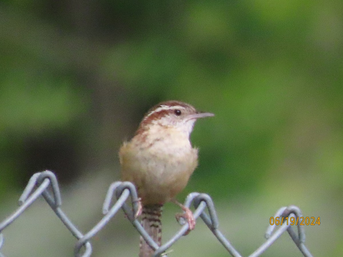 Carolina Wren - ML620626646