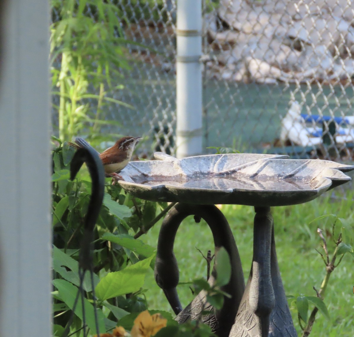 Carolina Wren - ML620626647