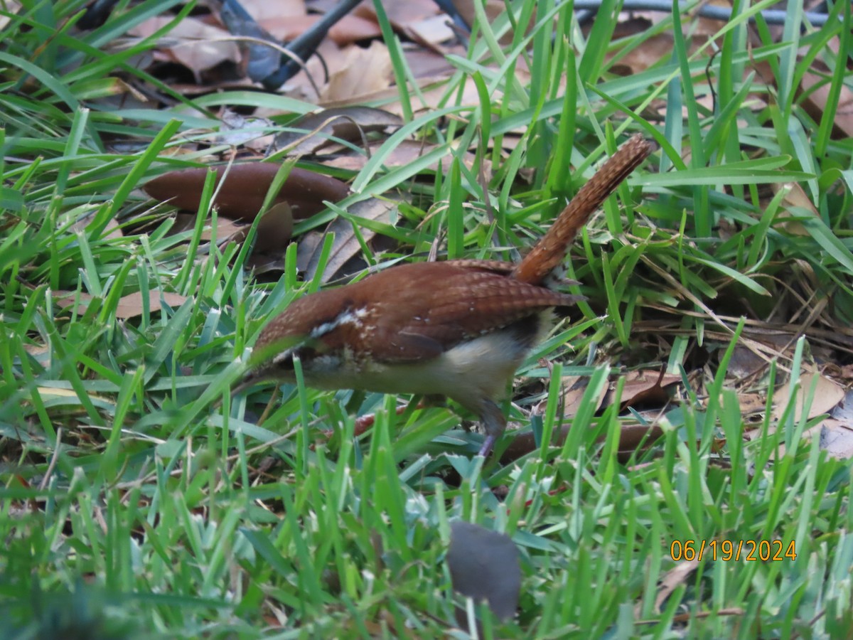 Carolina Wren - ML620626649