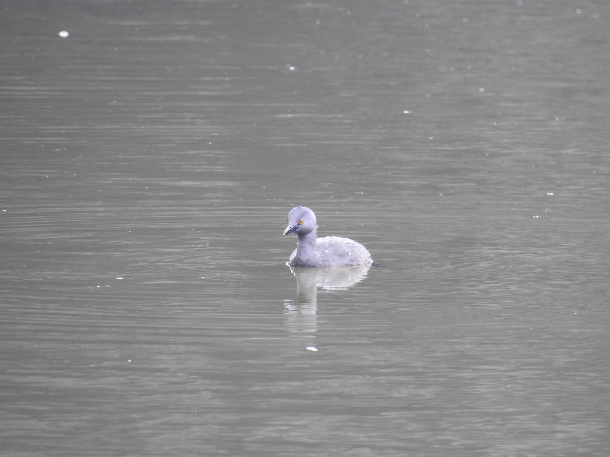 Least Grebe - ML620626650