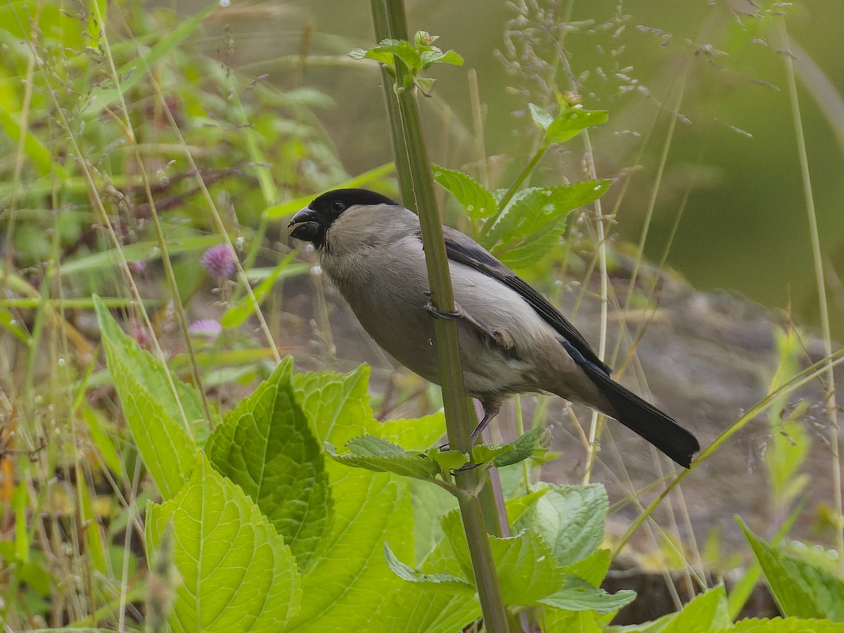 Azores Bullfinch - ML620626651