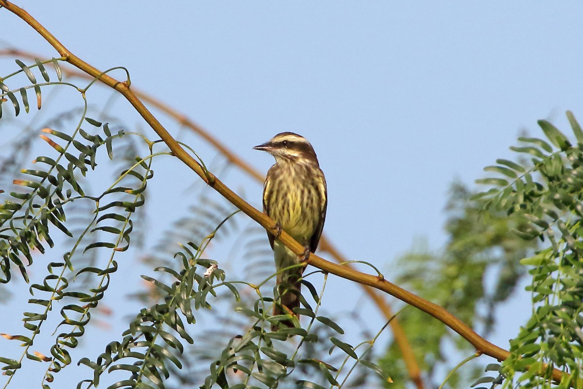 Variegated Flycatcher - ML620626652