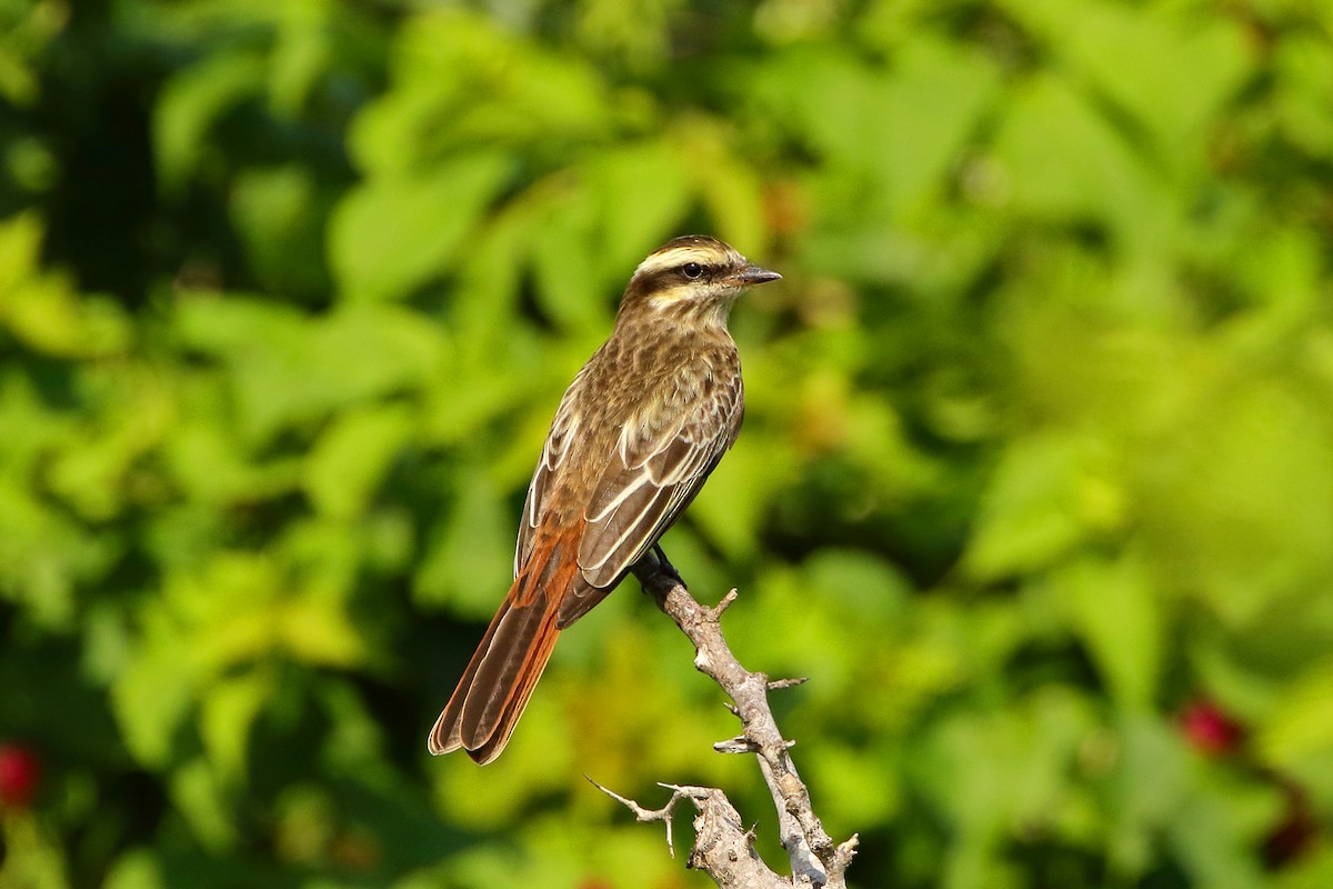 Variegated Flycatcher - ML620626653