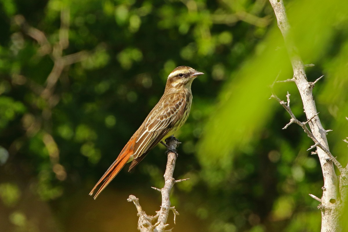 Variegated Flycatcher - ML620626654