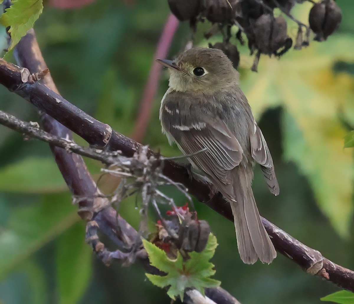 Western Flycatcher - ML620626655